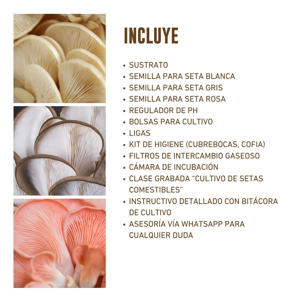 Kit de Cultivo Hongo Seta Comestible para Casa (Blanca, Gris y Rosa)