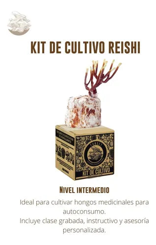 Kit de Cultivo Hongo Reishi para Casa