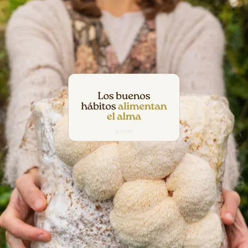 Kit de Cultivo Hongo Melena de León para Casa