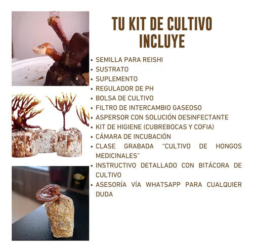 Kit de Cultivo Hongo Reishi para Casa