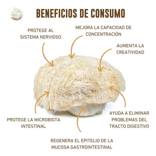 Kit de Cultivo Hongo Melena de León para Casa