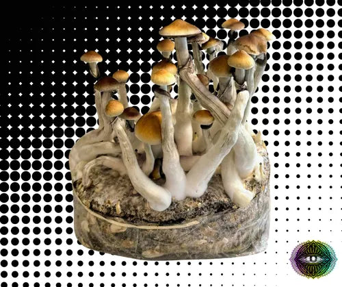 Bolsa Inyectable para Cultivo de Hongos ya inoculada