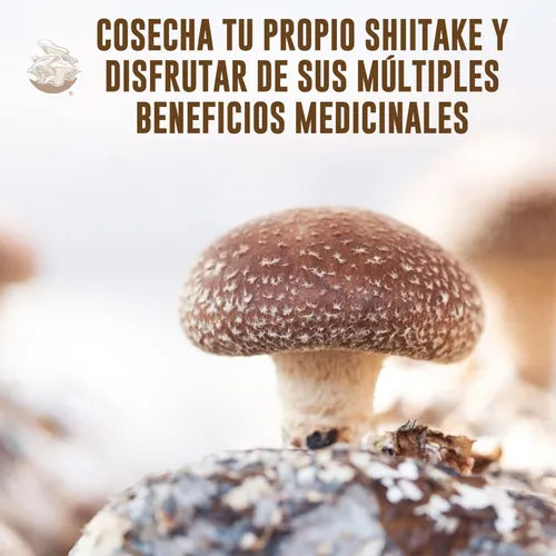 Kit de Cultivo Hongo Shiitake para Casa