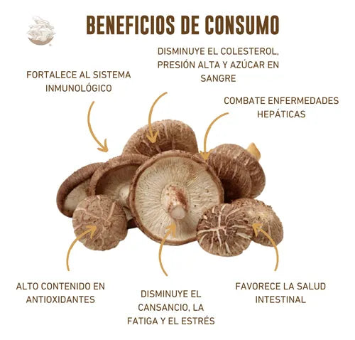Kit de Cultivo Hongo Shiitake para Casa