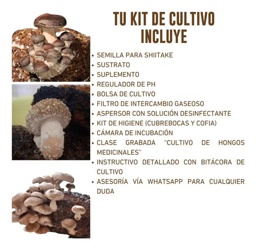 Kit de Cultivo Hongo Shiitake para Casa