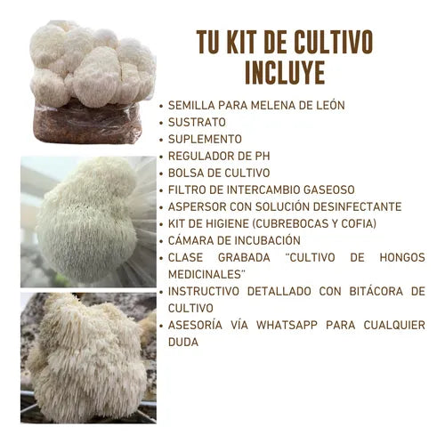 Kit de Cultivo Hongo Melena de León para Casa