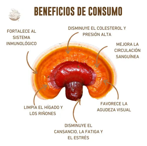 Kit de Cultivo Hongo Reishi para Casa