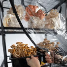 Tent Mushroom Grow System