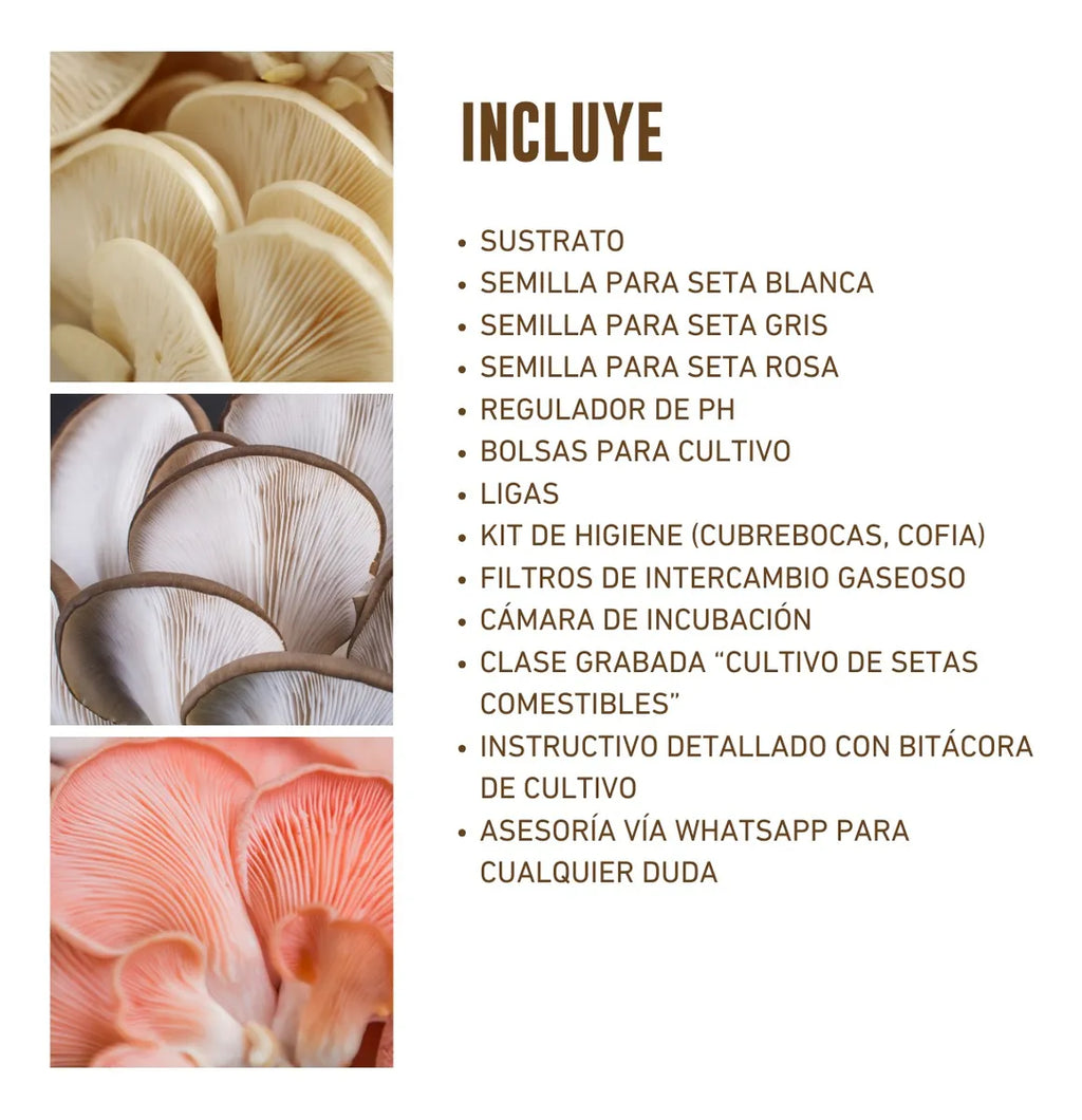 Kit de Cultivo Hongo Seta Comestible para Casa (Blanca, Gris y Rosa)