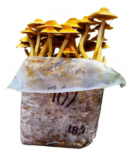 100 Bolsas Transparentes para Cultivo de Hongo (con filtro)