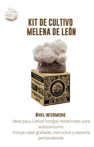 Kit de Cultivo Hongo Melena de León para Casa