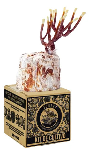 Kit de Cultivo Hongo Reishi para Casa