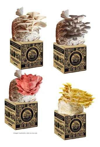Kit de Cultivo Hongo Seta Premium (Blanco, Gris, Rosa, Amarillo)