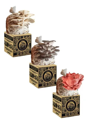 Kit de Cultivo Hongo Seta Comestible para Casa (Blanca, Gris y Rosa)